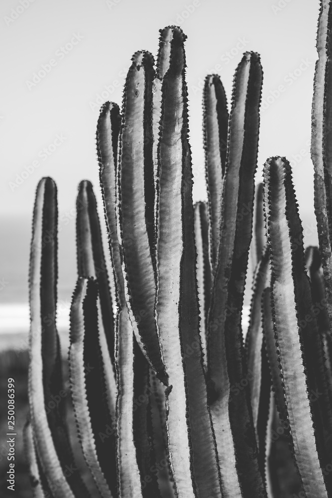 Fototapeta plakat przyrodniczy. kaktus. czarny i biały