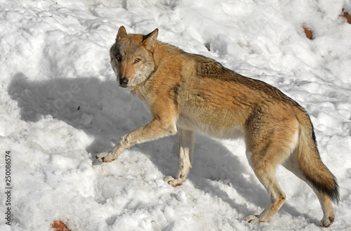 Eurasian wolf (Canis lupus lupus)  runs through snow