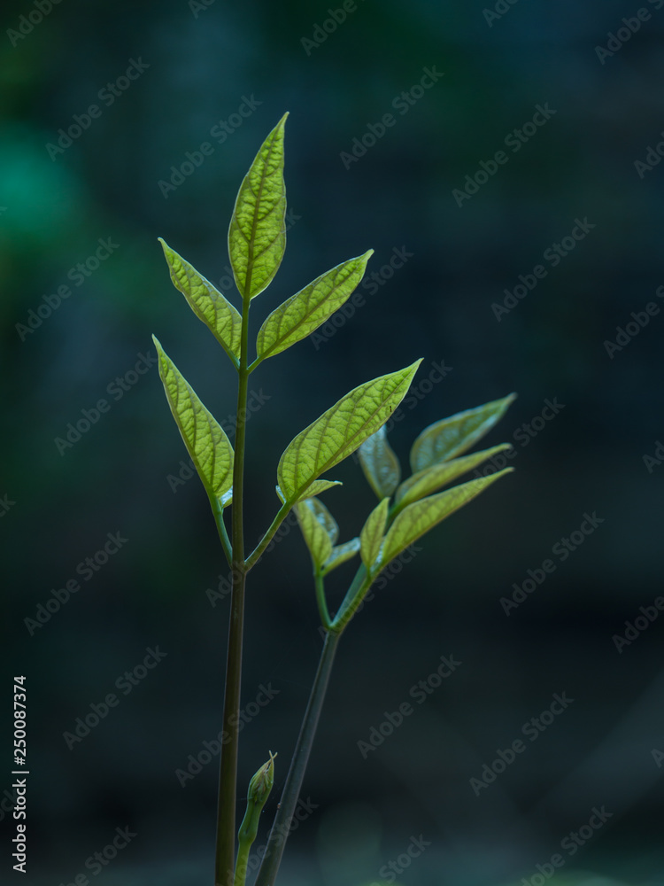 green plant on black background green plant on black background