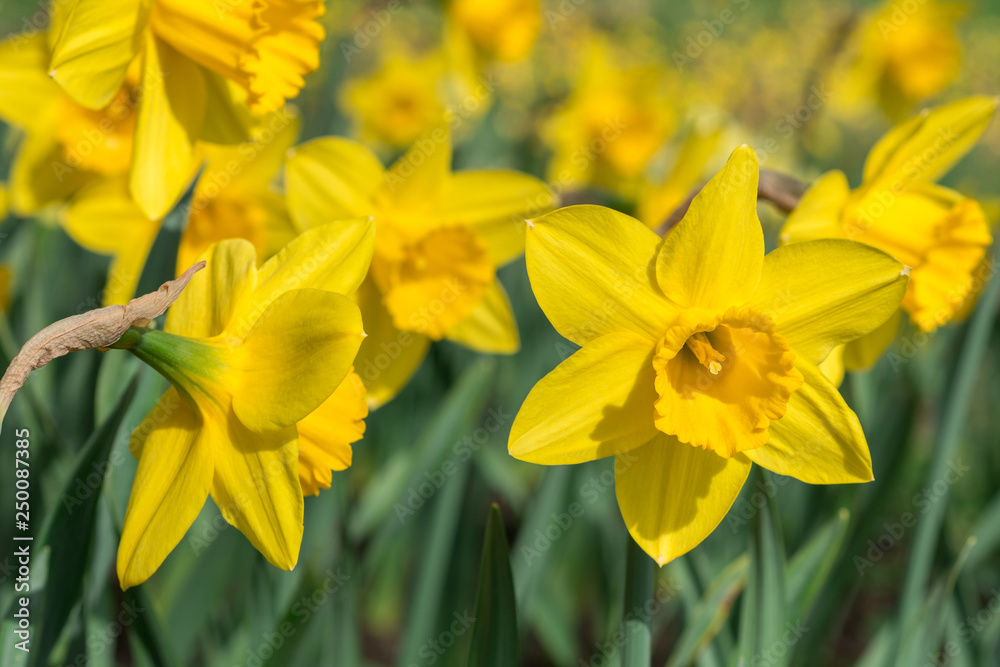 Fototapeta premium Yellow daffodils bloom in spring in the garden