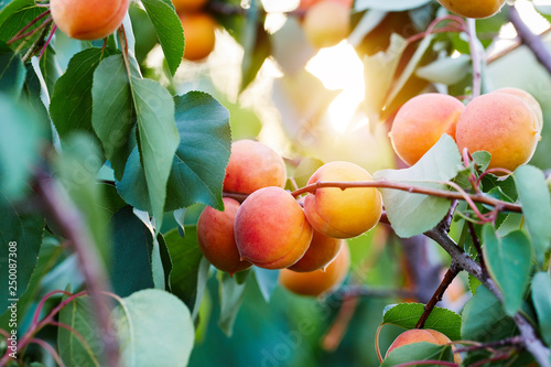 Fényképezés A bunch of ripe apricots on a branch