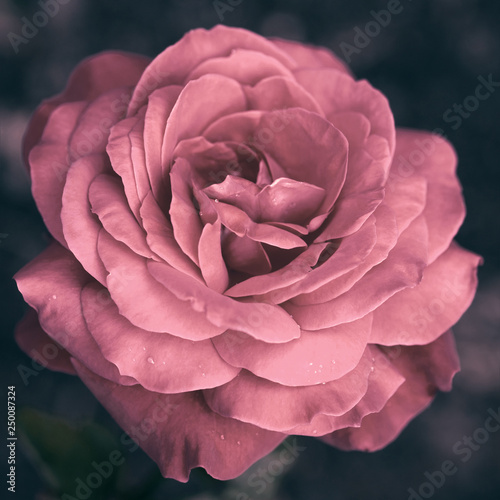Stylized rose close up