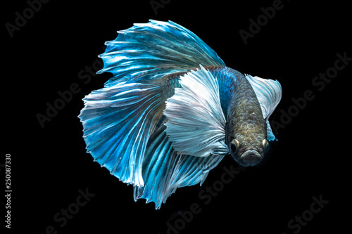 Photography Siamese betta fish beautiful color on black background