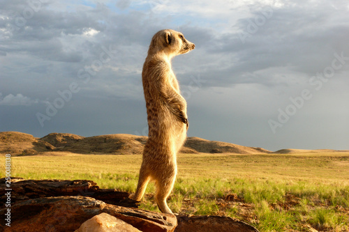 suricate guard standing upright watching environment 