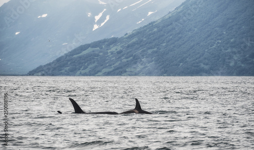 View of killer whale above water near Kamchatka Peninsula, Russia.
