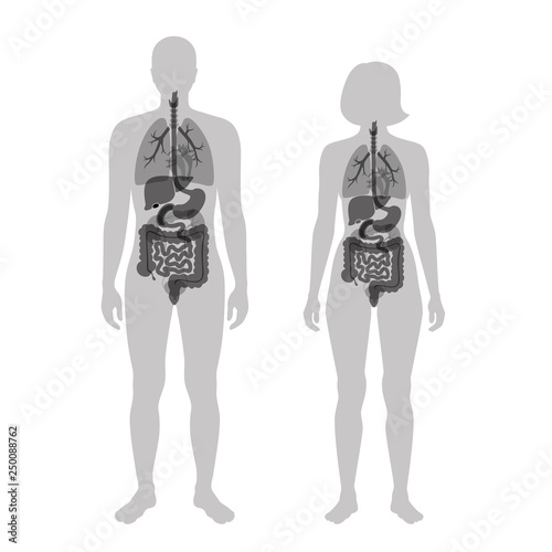 human internal organs