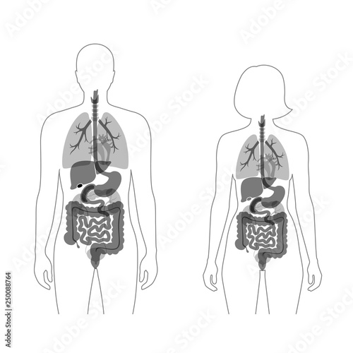 human internal organs