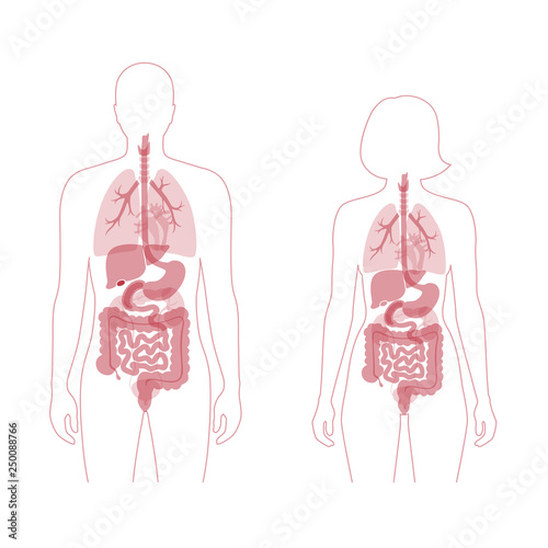human internal organs
