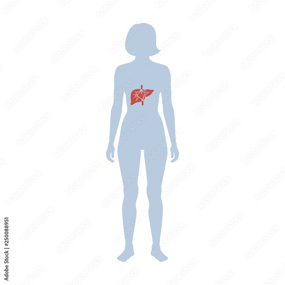 Vector illustration of liver 
