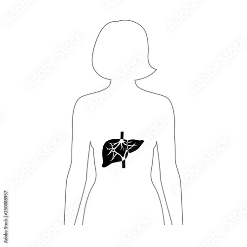 Vector illustration of liver 