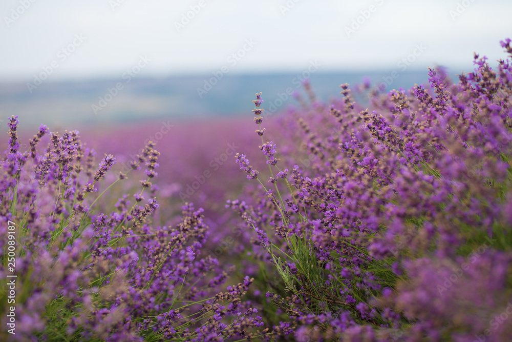 Close-up of violet blooming lavender flower field at sunset.