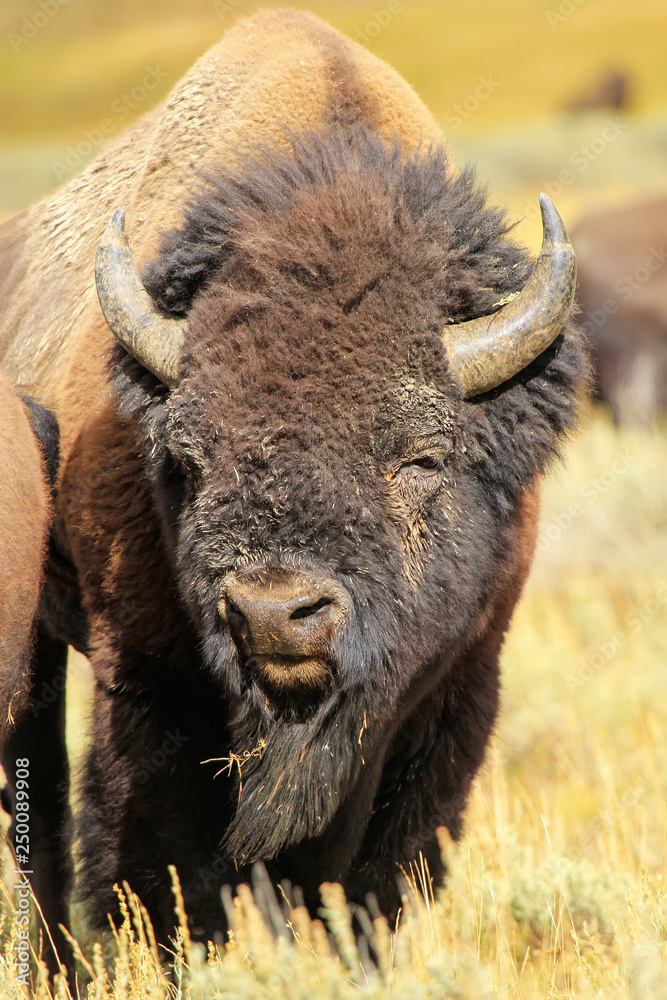 Portrait of a male bison, Yellowstone National Park, Wyoming Portrait of a male bison, Yellowstone National Park, Wyoming