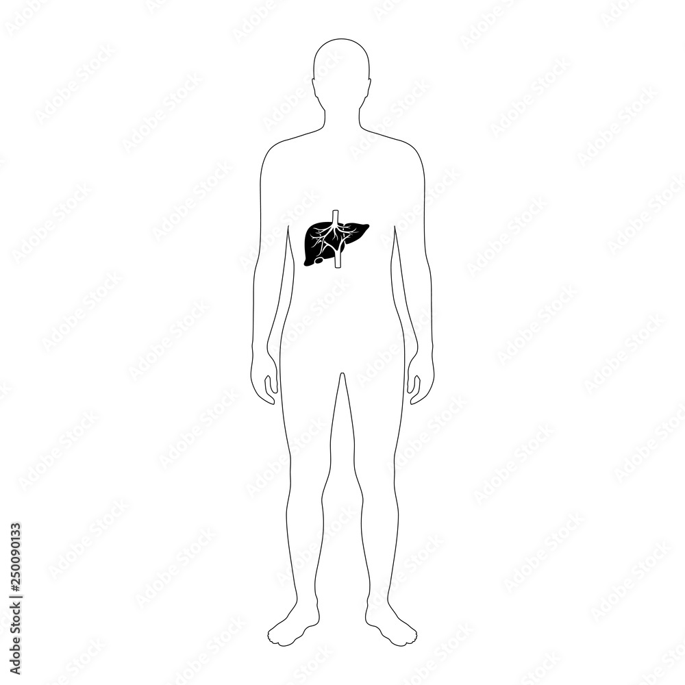 Vector illustration of liver 