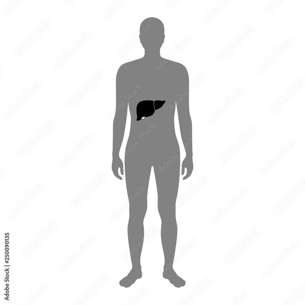 Vector illustration of liver Vector illustration of liver