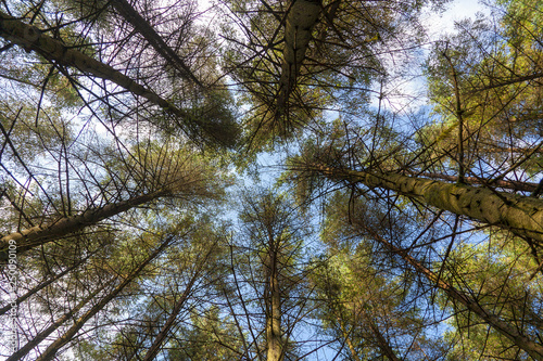 Looking up through pine trees