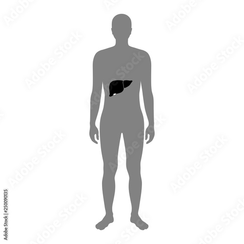 Vector illustration of liver 