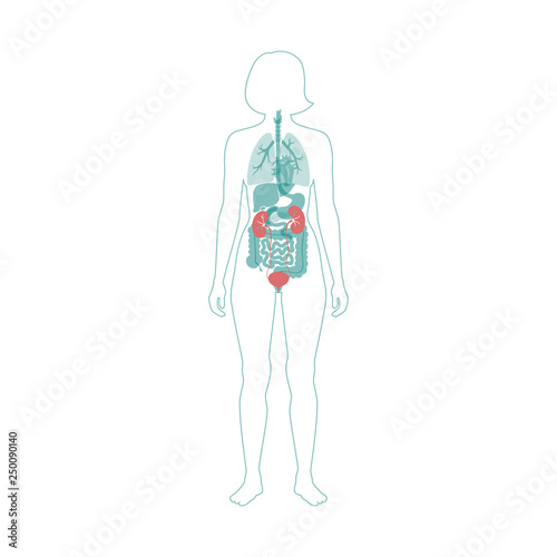 Vector illustration of kidney