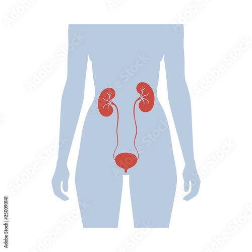 Vector illustration of kidney