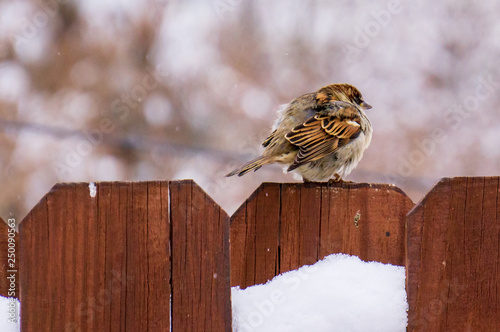 Perching Bird