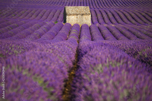 A lonely house surrounded by lavander fields in Provence, France