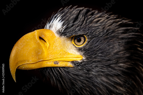 Animals: Adler