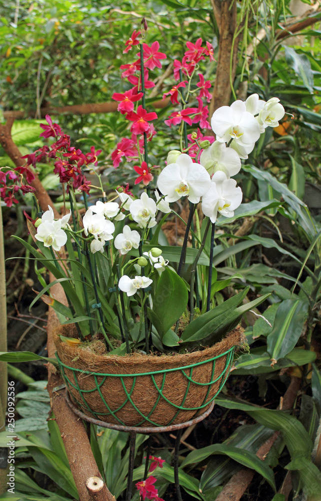 rote und weiße orchideen im Korb