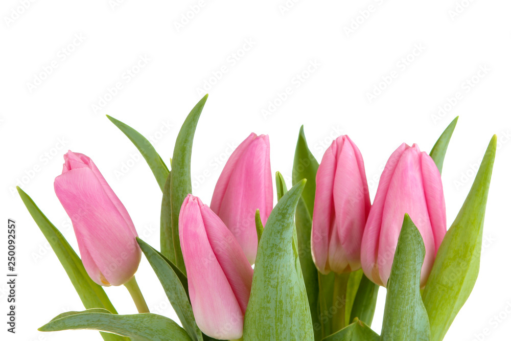 Beautiful bouquet of flowers of pink tulips on a white isolated background. spring holidays.