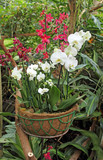 rote und weiße orchideen im Korb