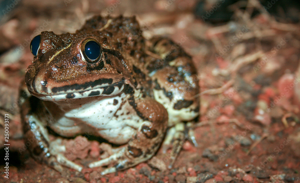The frog The frog