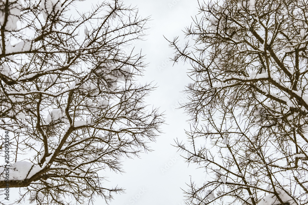 Branches of trees with snow against the sky in winter. Background. Branches of trees with snow against the sky in winter. Background.