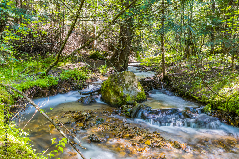 Obraz premium Mountain creek in the forest