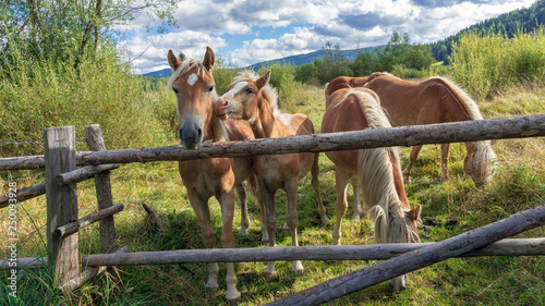 Obraz na płótnie Neugierige Haflinger an einem Koppeltor