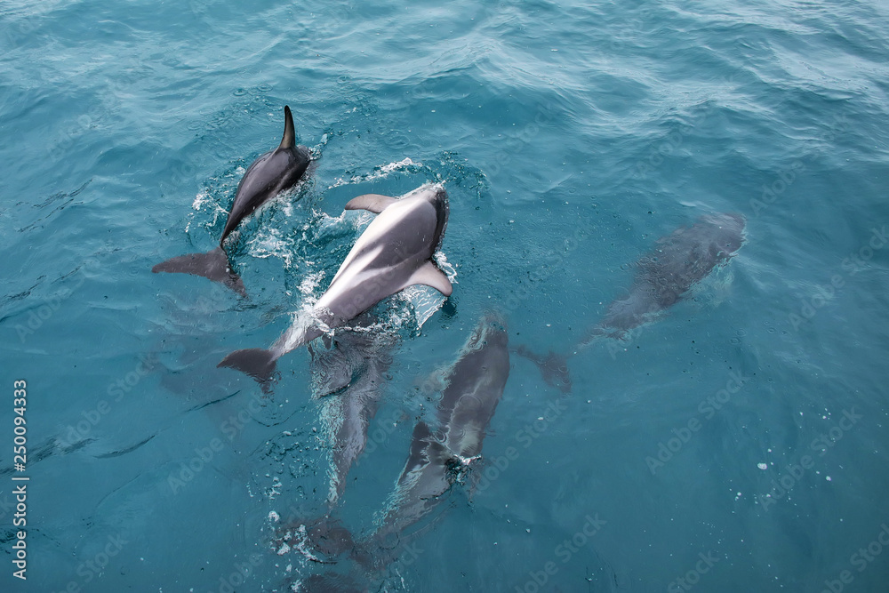 Obraz premium Dusky dolphins swimming off the coast of Kaikoura, New Zealand