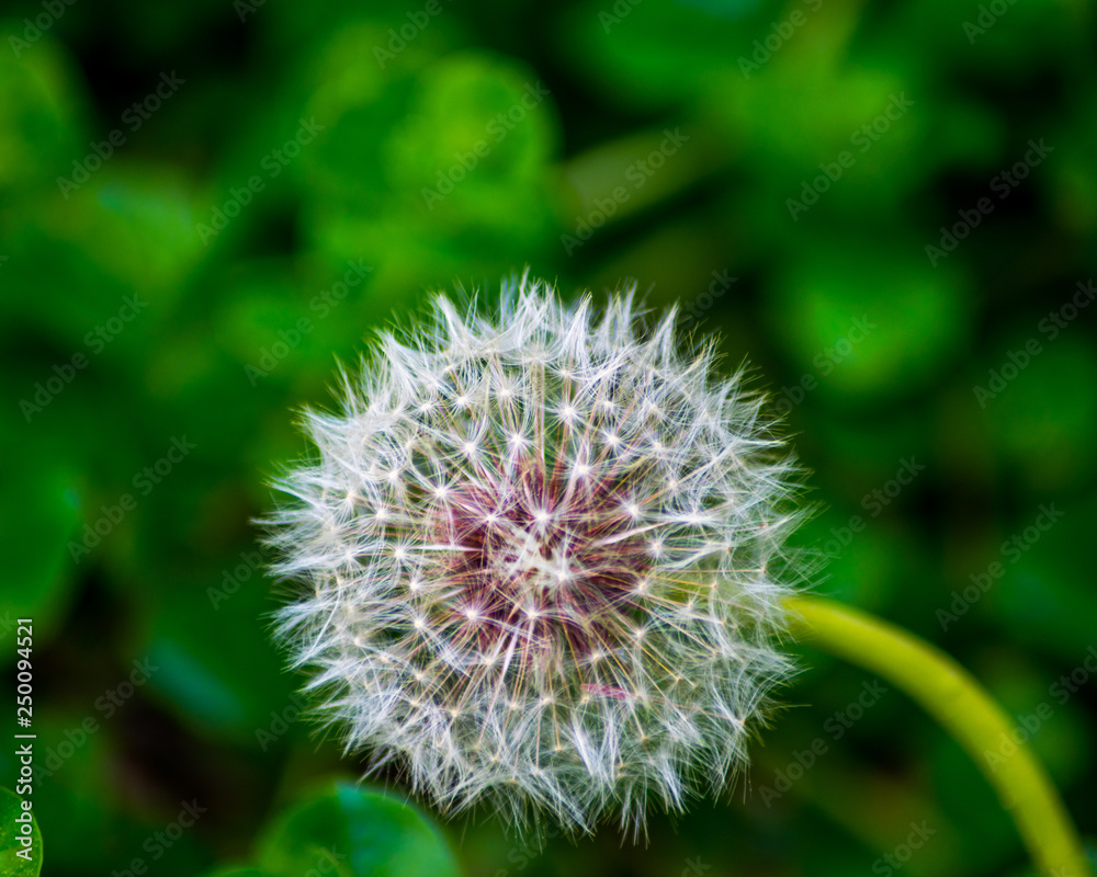 Dandelion with green background