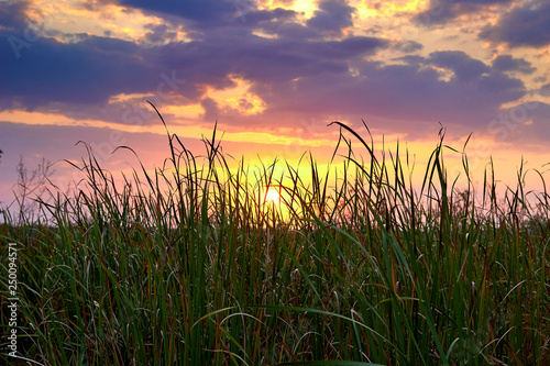 Sunset over the reeds. Cloudy sky at the sunset