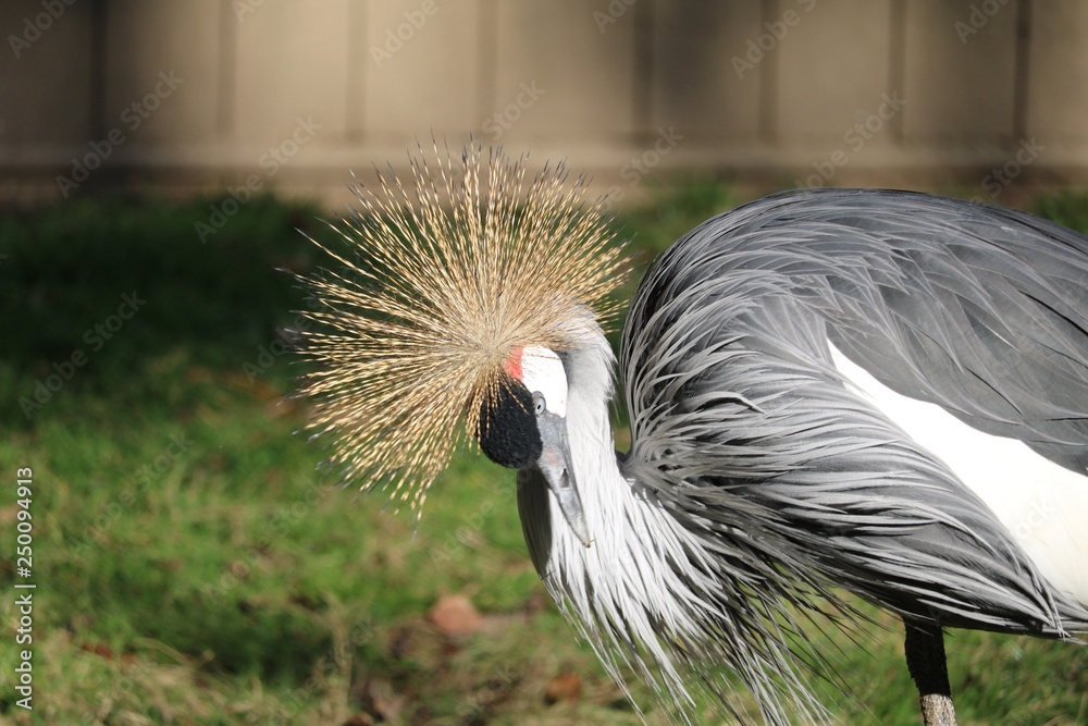 Fototapeta premium Grues couronnées
