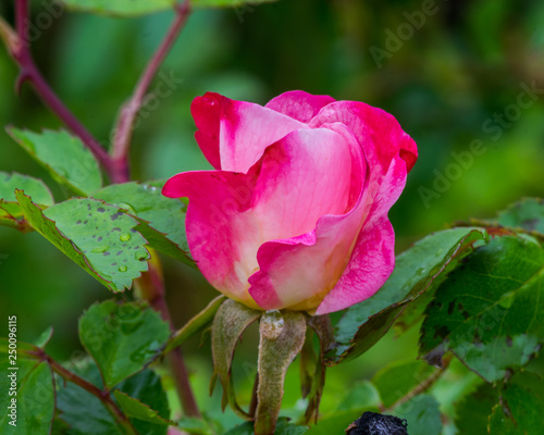 Pink rose bud in garden