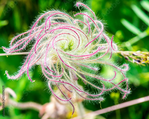 Long plumed purple avens/prairie smoke wildflower