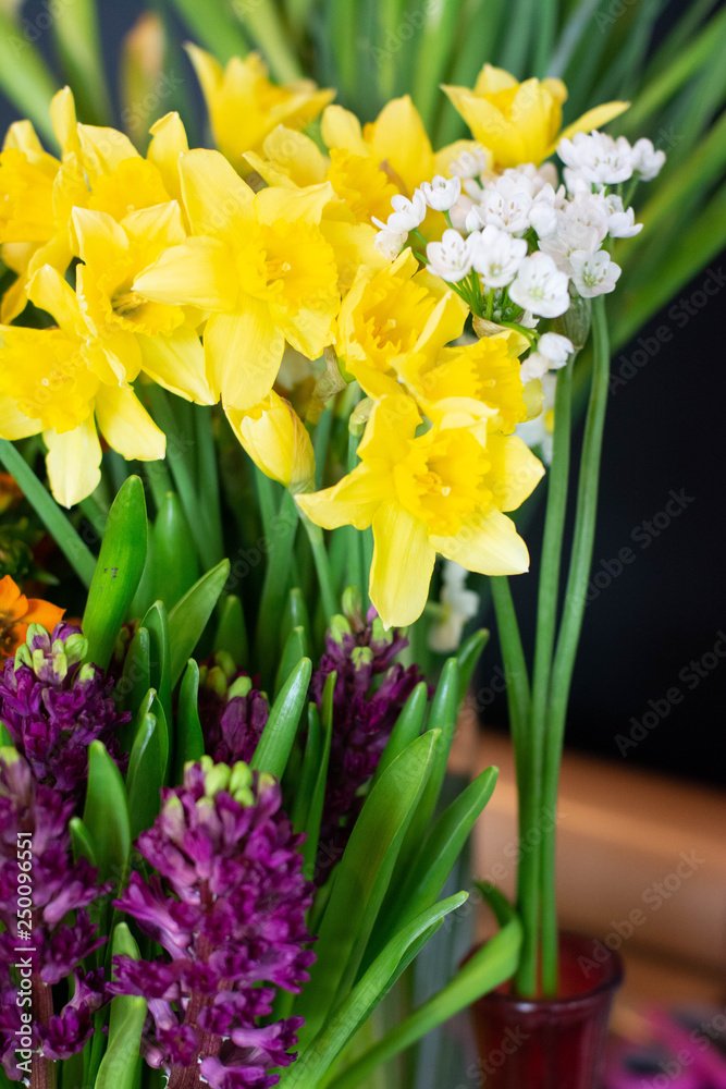 Obraz premium of ornithogalum, Narcissus, scimia, flower, spring, tulip, yellow, nature, tulips, flowers, blossom, garden, green, plant, bloom, white, red, floral, petal, bouquet, isolated, flora, leaf, beauty, fie