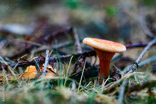 Pilz I photo