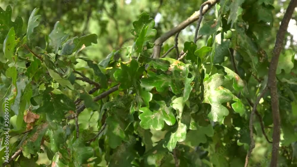Oak branch with green acorns on a sunny day. Closeup Oak branch with green acorns on a sunny day. Closeup