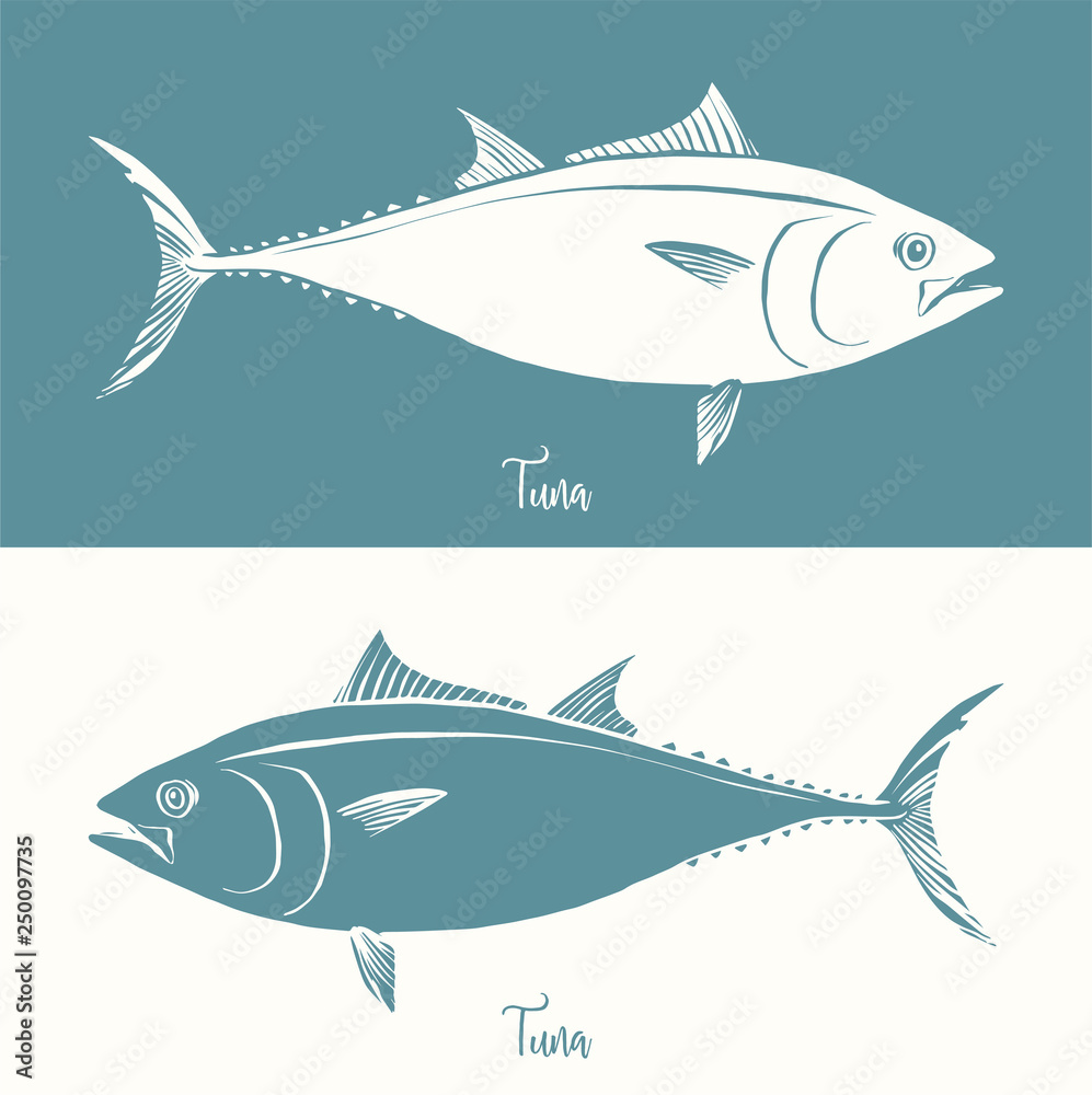 Obraz premium Hand Drawn Illustration of a Tuna, Thunnus, positive and negative
