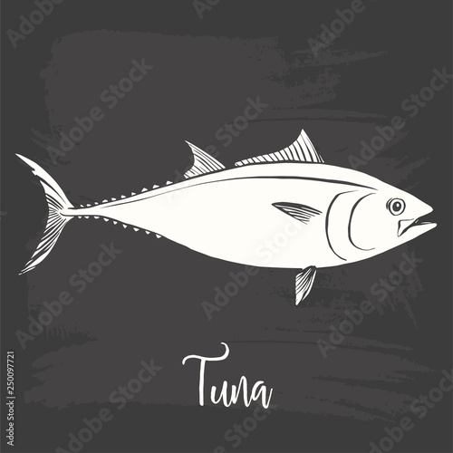 Hand Drawn Illustration of a Tuna, Thunnus, on blackboard
