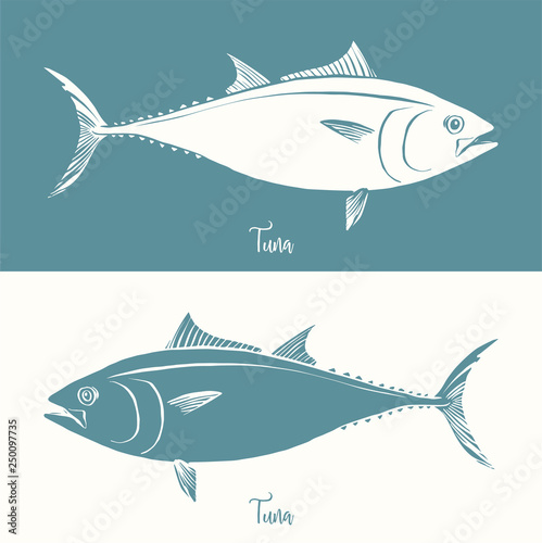 Hand Drawn Illustration of a Tuna, Thunnus, positive and negative