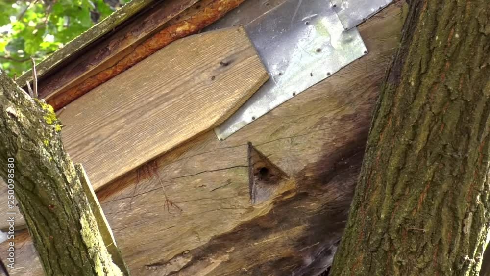 Beekeeping. The old bee hive is ancient. Beehive is fixed on the tree. bee hives from an old wooden trunk Beekeeping. The old bee hive is ancient. Beehive is fixed on the tree. bee hives from an old wooden trunk