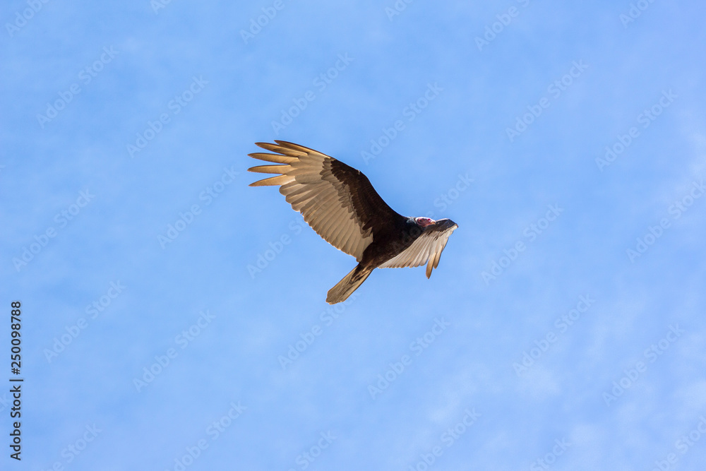 Obraz premium urubu no céu azul