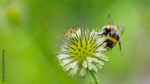 Photos Hummel auf Blüte