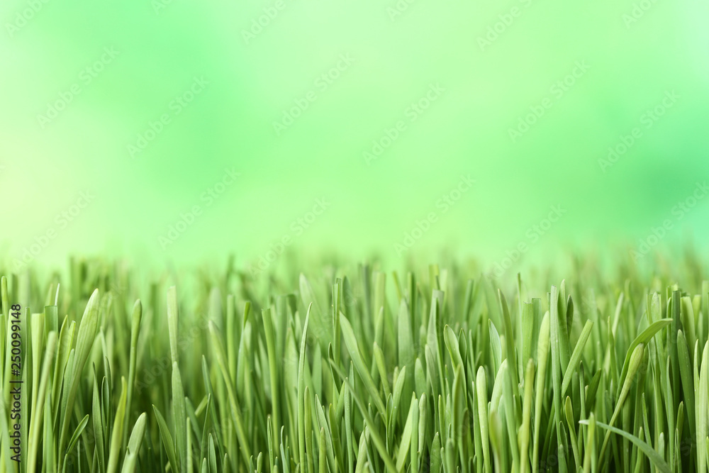 Green grass on blurred background Green grass on blurred background