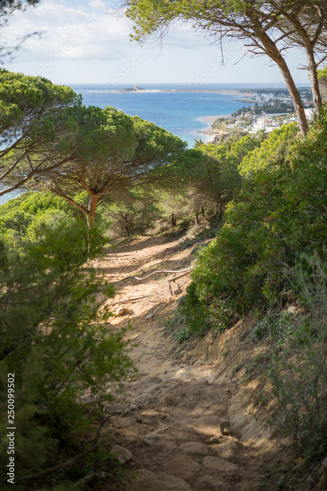 Pine forest, La Breña y Marismas del Barbate Natural Park, Barbate, Cadiz province, Costa de la Luz, Andalusia, Spain