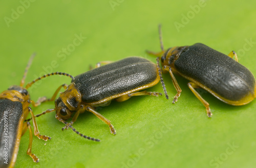 Water lily beetles, Galerucella nymphaeae on water lily leaf